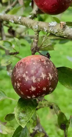 Nahaufnahme von einem Apfel der Sorte Renette am Baum.