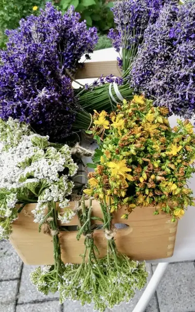 Holzkiste mit gepflücktem Lavendel, Schafgarbe und Johanisskraut