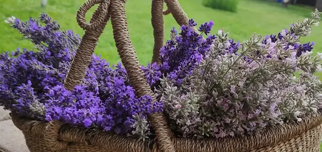 Korb mit gepflücktem Lavendel in Rosa und Blau