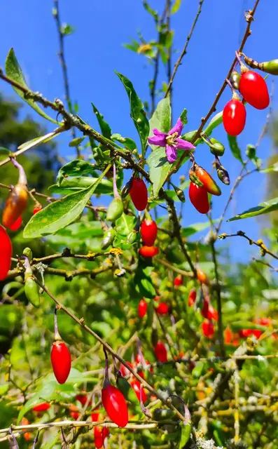 Gojibeeren mit Blüten am Strauch
