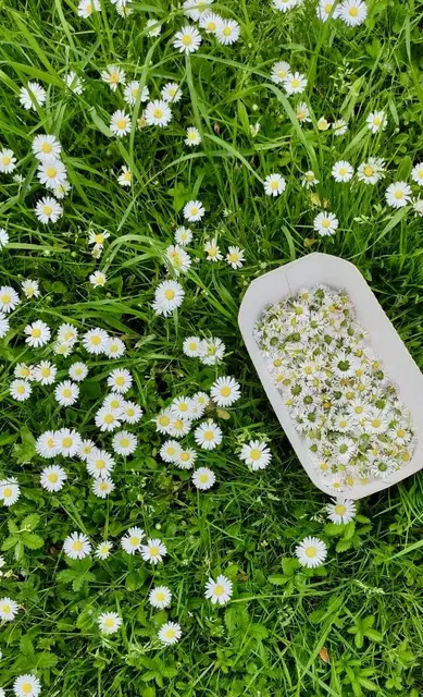 Gänseblümchen auf Wiese und gepfückt im Korb