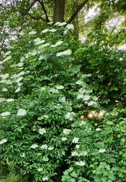 Großer Holunderbusch am Flus