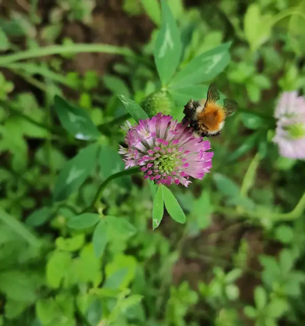 Eine Hummel macht es sich gemütlich auf einer Rotklee Blüte