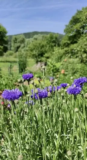 Kornblumen im Fokus, Wiesen im Hintergrund