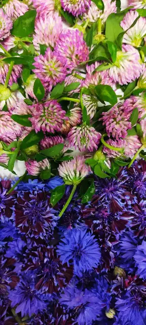Kornblume und Rotklee Blüten