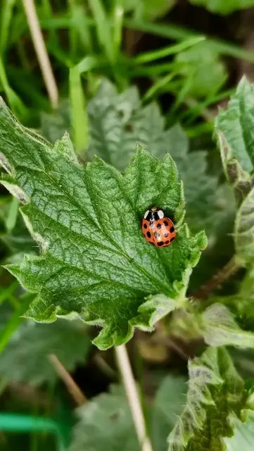 Marienkäfer auf einem Blatt einer Brennnesseln