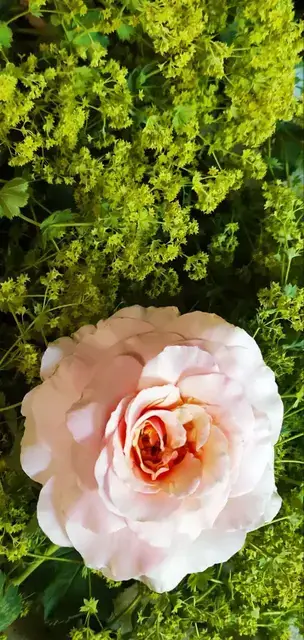 Rosenblüte und Frauenmantel