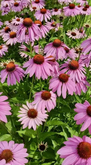 Blüten einer Sonnenhut Pflanze