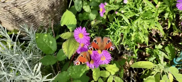 Schmetterling der Art Tagpfauenauge sitzt auf einer Herbstaster