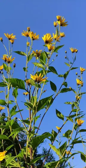 Topinambur Blumen ragen in den Himmel