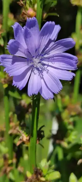 Wegwarte Blüte