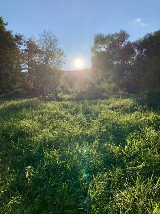 Sonnenschein eines Untergangs beleuchtet die Wiese